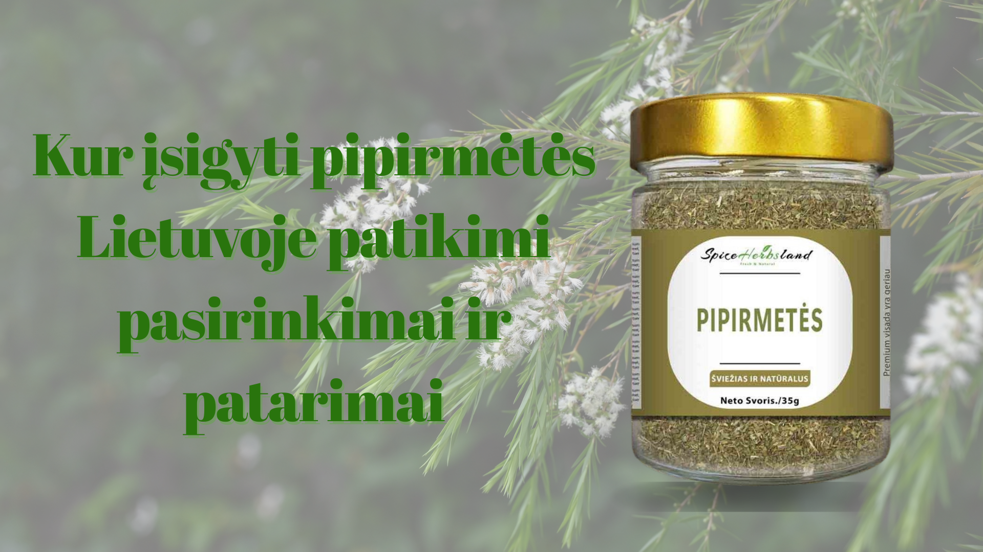Kur įsigyti pipirmėtės Lietuvoje - patikimi pasirinkimai ir patarimai